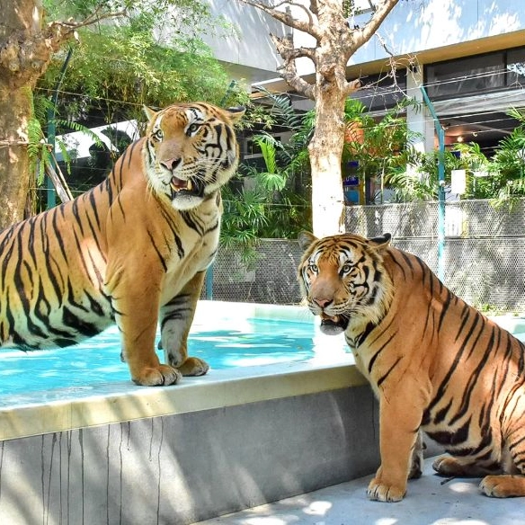 Tiger Park with Transfer