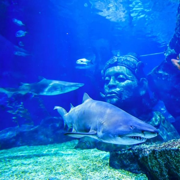 Sea Life + Madame Tussauds