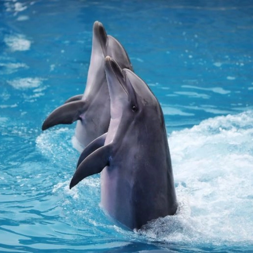 Dolphinarium Patta ...