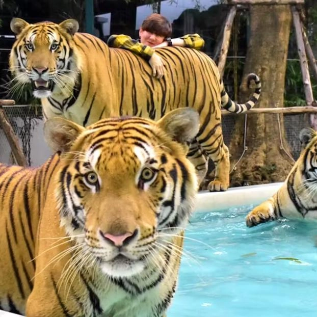 Krabi to Phuket +Tiger Kingdom