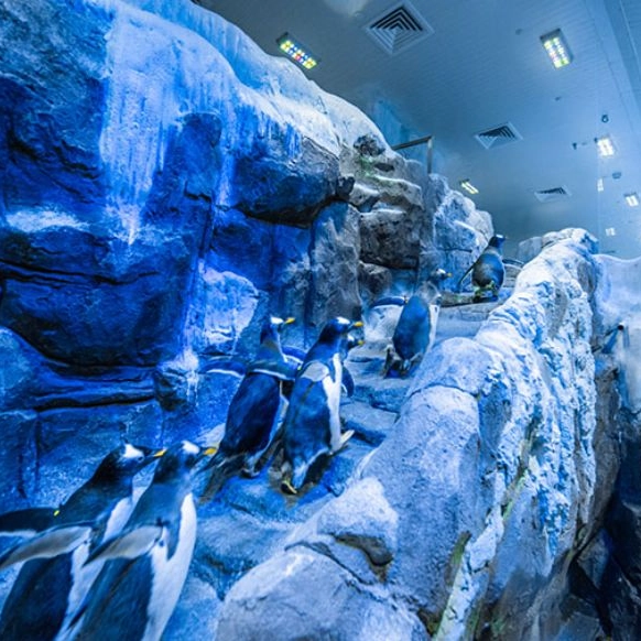 Aquarium + Penguin Cove